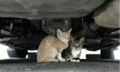 天冷了，開車前記得先喚醒它們！
