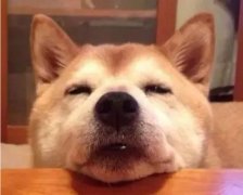 狗狗吃零食有什么注意事項(xiàng)？