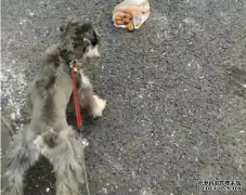 <b>狗狗亂撿東西吃怎么辦？——寵物百科知識</b>
