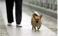 你真會遛狗嗎？-遛狗的過程中需要注意的一些問