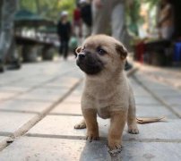 小奶狗剛到家一直叫怎么辦？