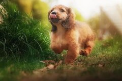 帶狗出門的五大注意事項，做個合格的養(yǎng)犬人